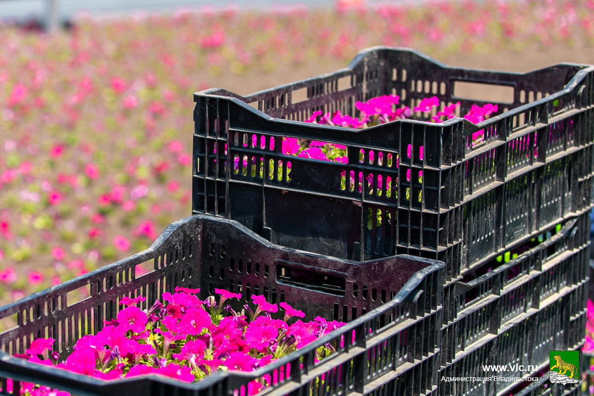 За неделю в краевой столице высадили более 25 тысяч цветов
