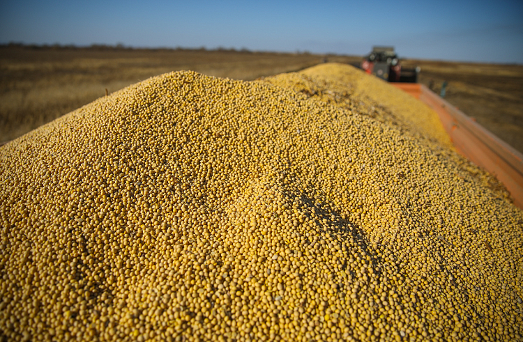 На 100 тысяч тонн увеличился урожай сои и зерна в Приморском крае