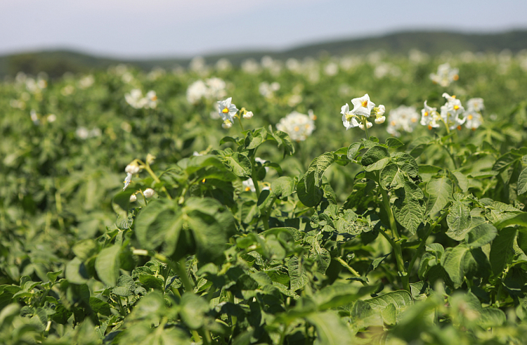 Производство органических продуктов увеличивают в Приморье