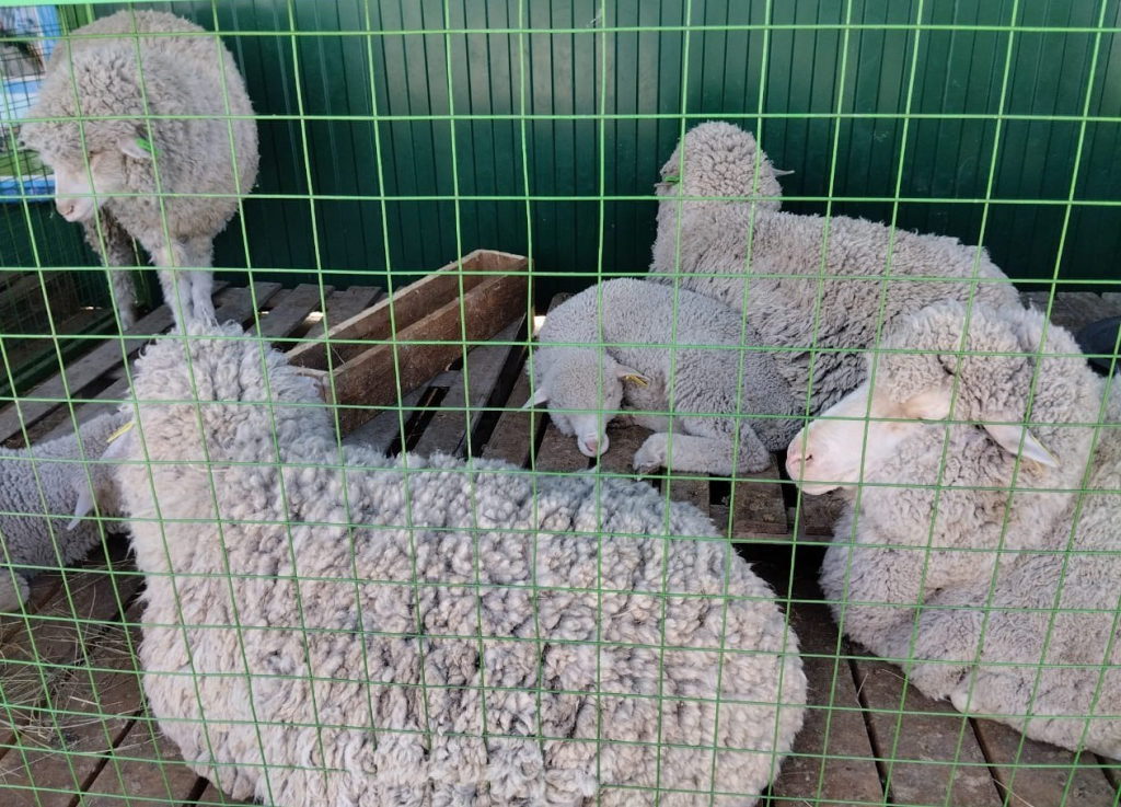 Племенных овец из Приморья представили на выставке в Чите