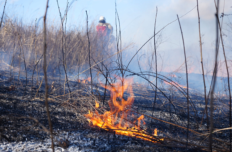 Более 20 поджигателей сухой травы наказаны в Приморье