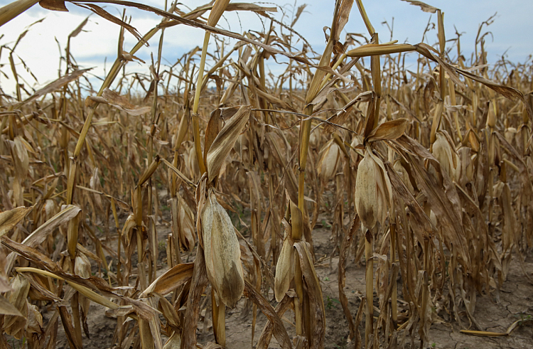 Посевы зерновых, сои и кукурузы пострадали в результате дождей в Приморье