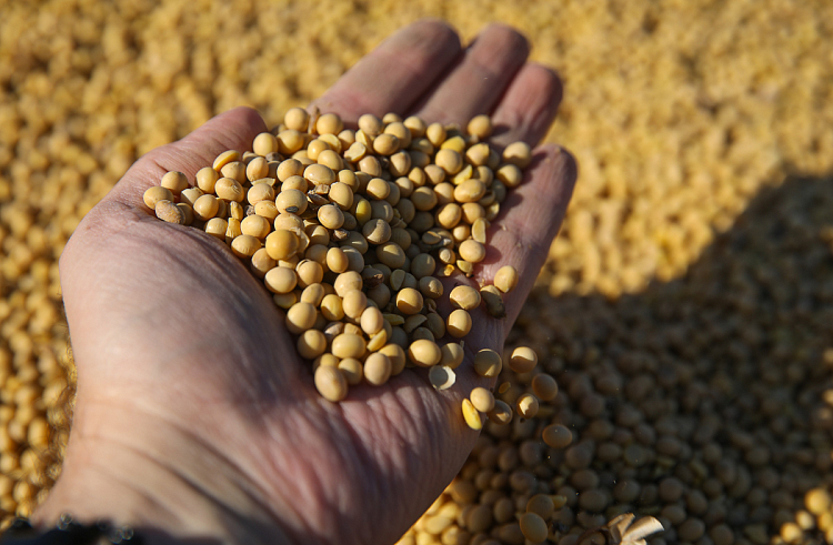 Урожая сои в Приморье хватит, чтобы обеспечить животных кормами