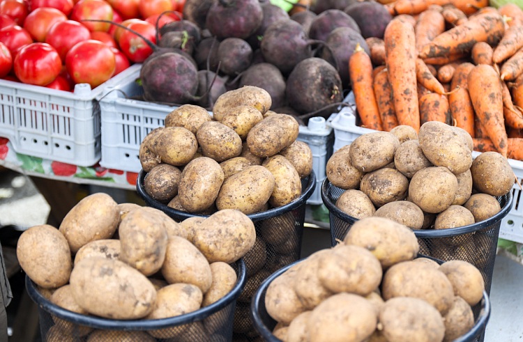 Уборка картофеля и овощей началась в Приморье