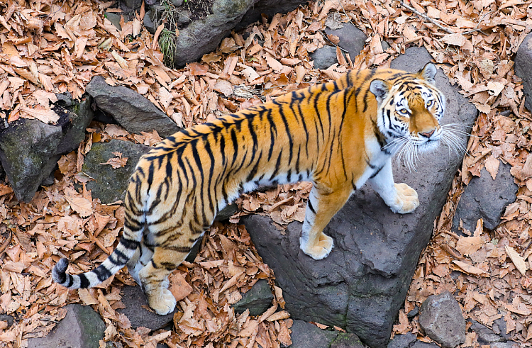 ot3c80fx8hig8v3xz4cl9kp9h7axbmxt