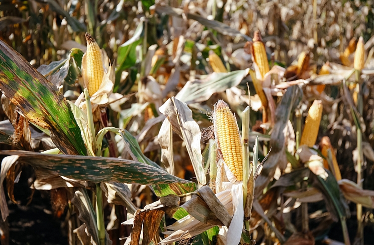 rbelq6avmsq9wo1nus0kq0zdzek6hqe0